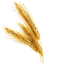 Fresh Wheat (Primitive Plus).png