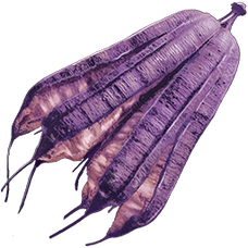 Magenberry Seed.png