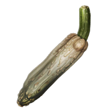 Cucumis.png