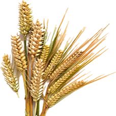 Dried Barley (Primitive Plus).png