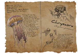 Dossier Chrysaora.png