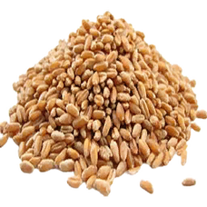Wheat Seed (Primitive Plus).png
