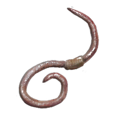 Earthworms.png