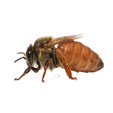 Queen Bee (Primitive Plus).png