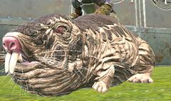 Rollrat.JPG