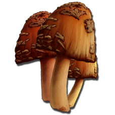 Rare Mushroom.png