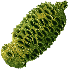Verdberry Seed.png