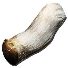 Fungal Wood.png