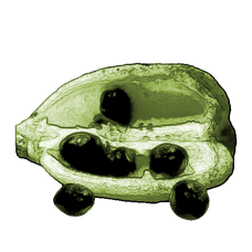 Mobile Hemerocallis Seeds.png