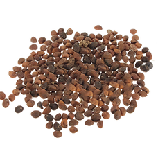 Spinach Seed (Primitive Plus).png