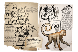 Dossier Mesopithecus.png