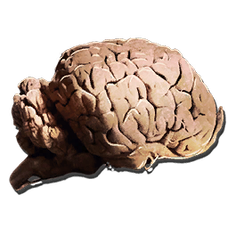 Allosaurus Brain.png