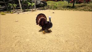 Super Turkey.jpg