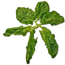 Fresh Spinach (Primitive Plus).png