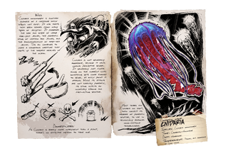 Dossier Cnidaria.png