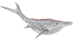 Shastasaurus PaintRegion4 ASA.png