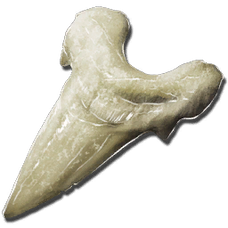 Megalodon Tooth.png