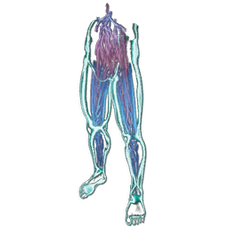 HomoDeus Pants Skin.png