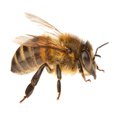 Worker Bee (Primitive Plus).png