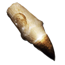 Alpha Mosasaur Tooth.png