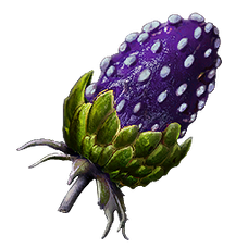 Plant Species W Fruit.png