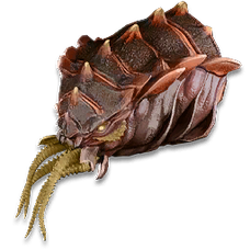 Beta Cymathoa Trophy.png