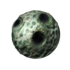Plant Species Y Seed.png