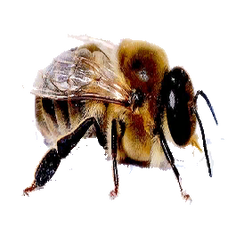 Drone Bee (Primitive Plus).png