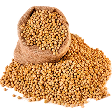 Soybean Seed (Primitive Plus).png