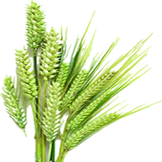 Fresh Barley (Primitive Plus).png