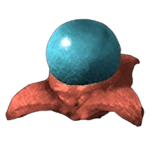 Cosmo Egg.png