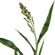 Fresh Sorghum (Primitive Plus).png