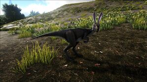 Bunny Oviraptor Image.jpg