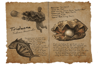 Dossier Tridacna.png