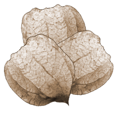 Mobile Leucanthemum Seeds.png