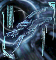 Dossier Astrocetus Torn.gif