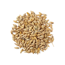 Barley Seed (Primitive Plus).png