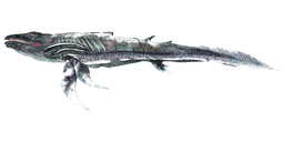 Astrocetus PaintRegion2.png