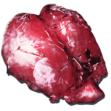 Yutyrannus Lungs.png