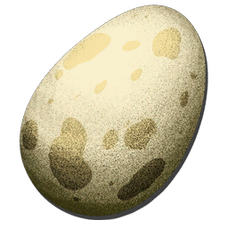 Eggs.png