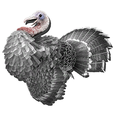 Turkey Hat Skin.png