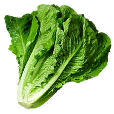 Lettuce (Primitive Plus).png